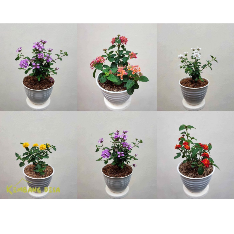 Tanaman Hias Bunga Lantana Aneka Warna Rimbun BERBUNGA  Murah / Bunga hidup bukan biji benih lantana
