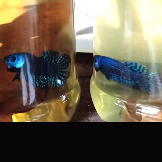 Ikan Cupang Wild Betta Alien Hybrid Cupang Alam Alien Hybrid