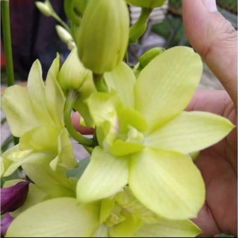 Pohon Anggrek Dendrobium Aridang Green Spike Pohon Bunga Anggrek Dendrobium Hijau