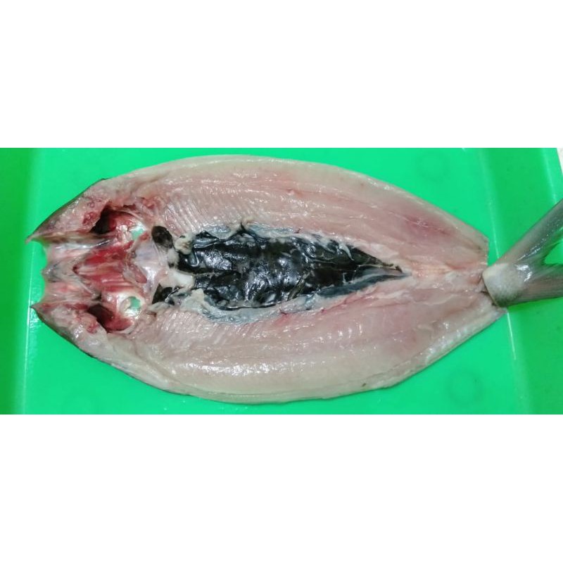 

ikan bandeng tanpa tulang