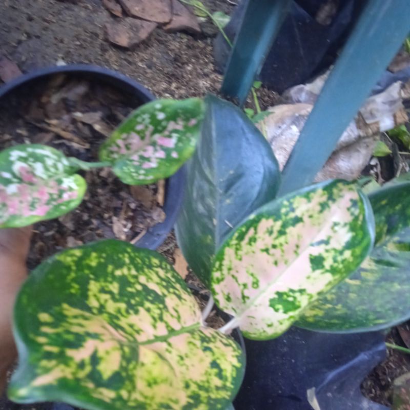 BUNGA AGLONEMA SULTAN BRUNEI GREENTY