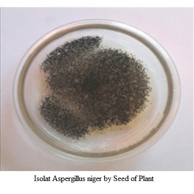 Isolat Cendawan Aspergillus Niger