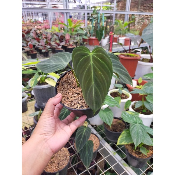 philodendron splendid