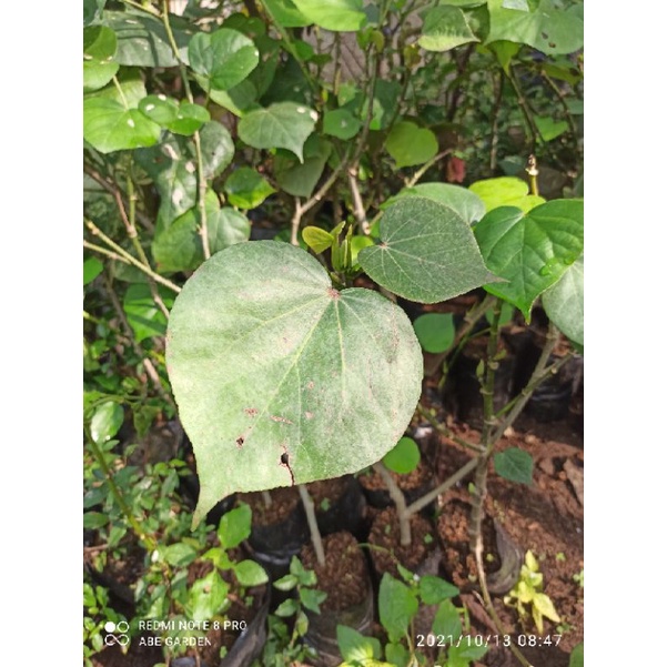 BIBIT WARU INDIA JUARA