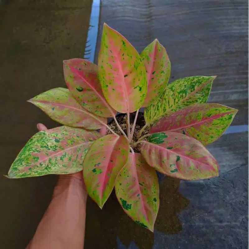 tanaman hias aglonema bigroy/lady pink