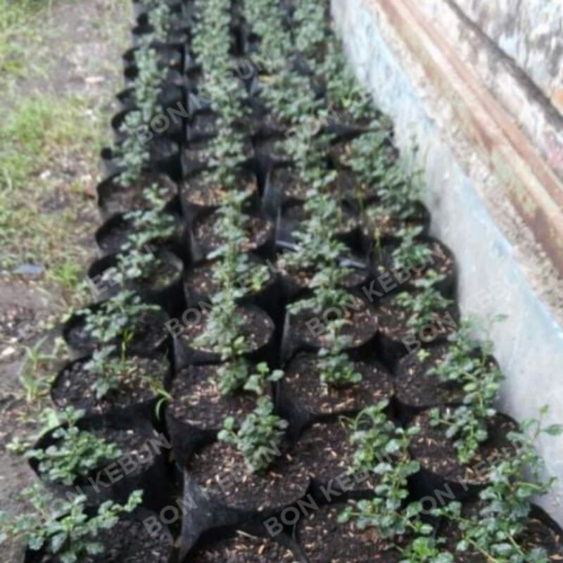hokiantea mikro paket 5 pohon tinggi 8-15 cm
