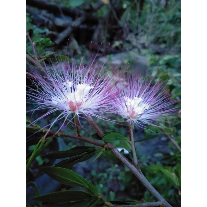 BONSAI KALIANDRA CANGKOK