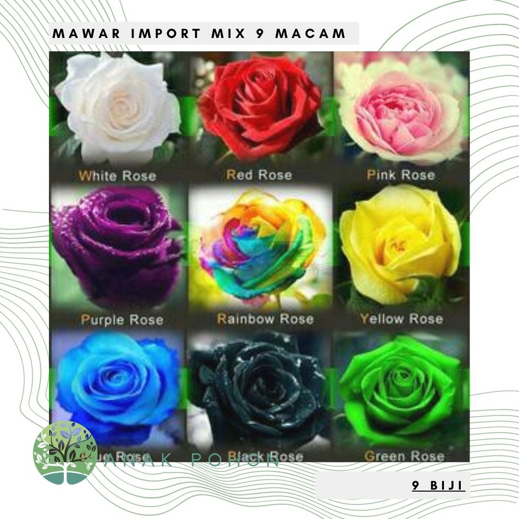 Benih Bibit Biji - Mawar Import Mix 9 Macam (Rose Mix Seeds)