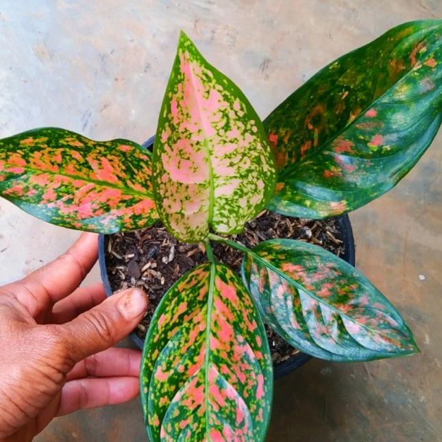 ➽ aglonema ruby pink - dewasa 4-6 daun ✶