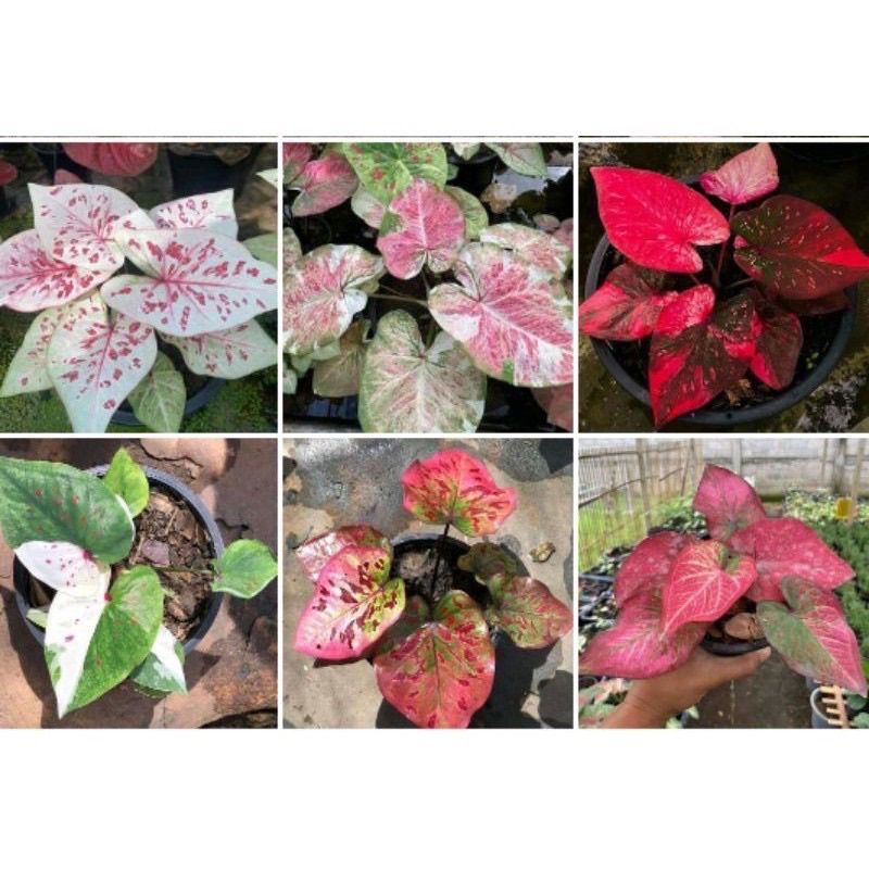 ORIGINAL caladium thailand import / keladi import / keladi tailand paket 6 bonggol