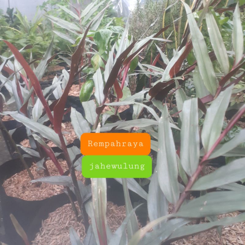 

bibit tanaman jahe wulung