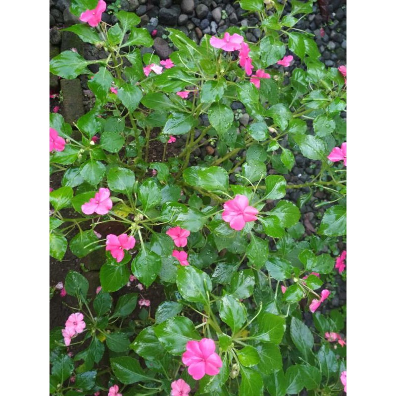 tanaman hias bunga pink kecil