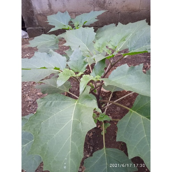 

DAUN KECUBUNG SEGAR BARU PETIK 1000/HELAI