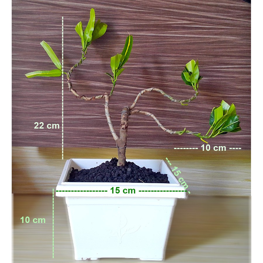 Tanaman Hias Pohon Bonsai Mame Puring Croton Buntut Jago Hijau Kuning Pisang Banana PR-BJHK-002