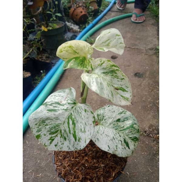 tanaman hias sirih putih varigata