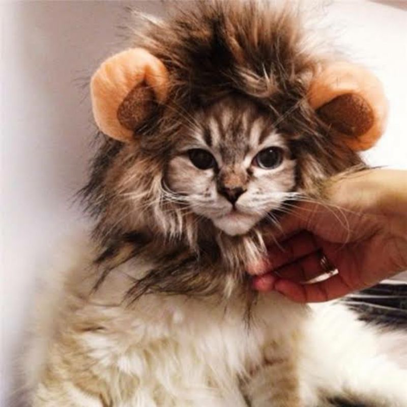 Lion Hat - Topi wig singa hewan kucing anjing ig tiktok instagram hits viral wig kostum costume