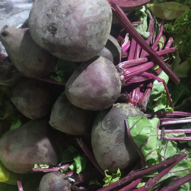 

BUAH BIT MERAH ORGANIK