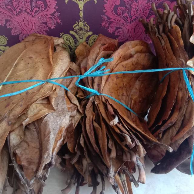 Daun ketapang 1 KG kering bersih Ikan Cupang Gufy