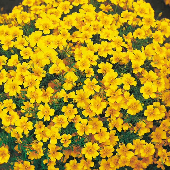 Benih Bibit Biji - Bunga Tagetes tenuifolia Lemon Gem Flower Seeds