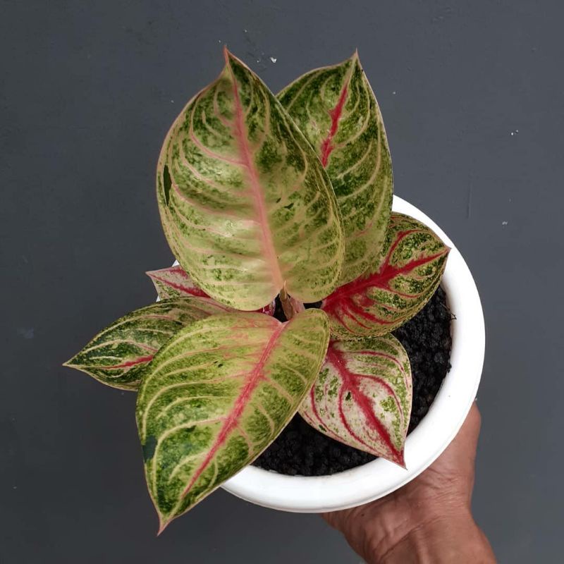 aglonema Moonlight baby//anakan aglonema monlight