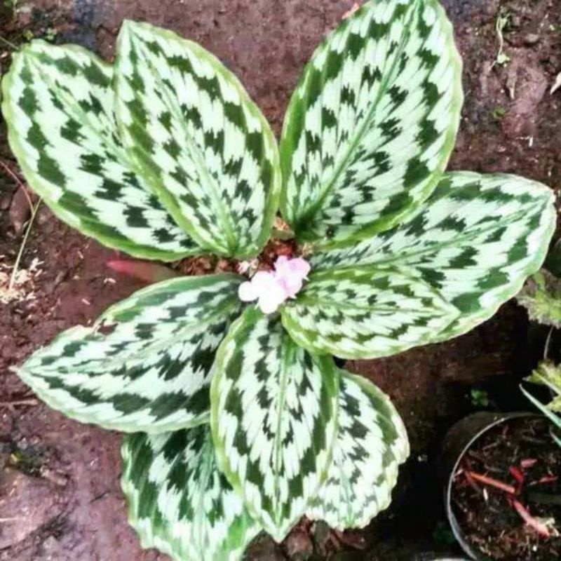 tanaman hias calathea merak - calathea peacock