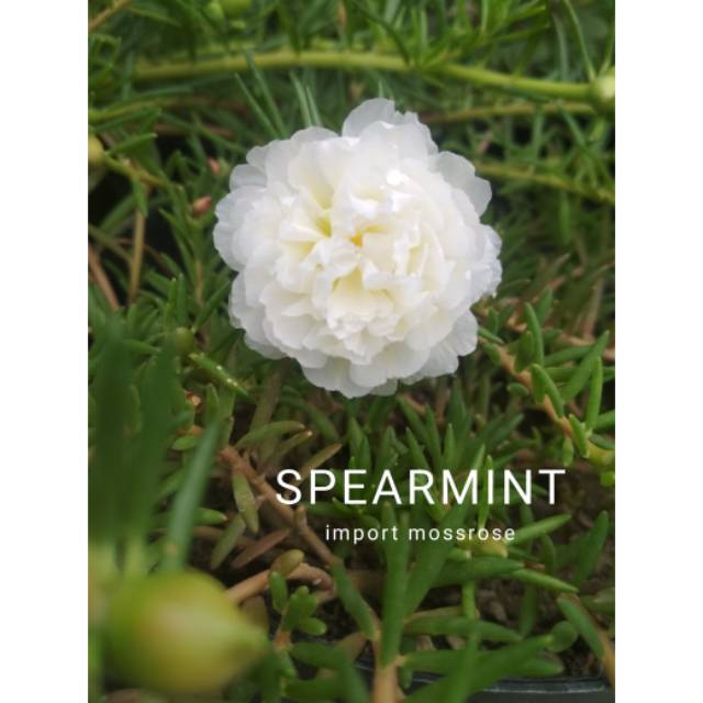 SPEARMINT - krokot impor / mossrose / bunga pukul sembilan ...