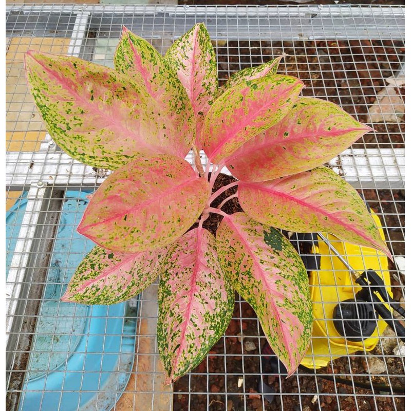 tanaman hias aglonema Big Roy - aglonema Big Roy - pohon aglonema Big Roy