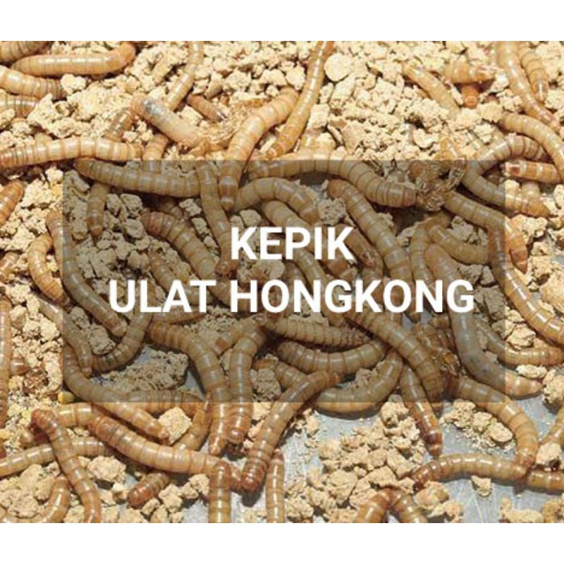 ULAT HONGKONG/KEPIK