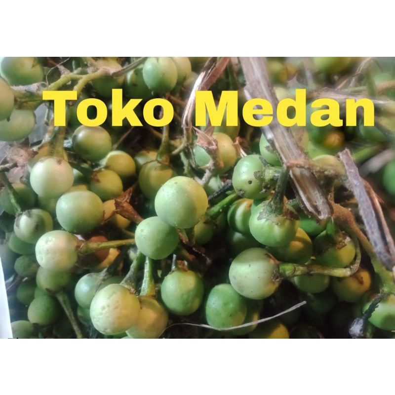 ♥️ TOKO MEDAN ♥️ Tekokak / rimbang