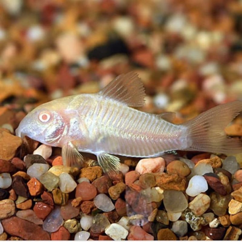 

Corydoras albino - ikan hias pembersih aquascape