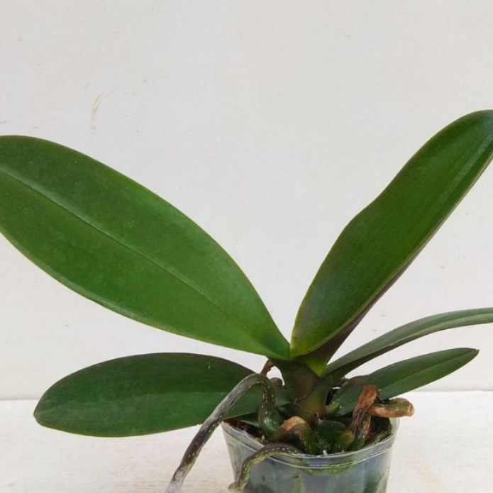 Anggrek Hutan forest orchid Diambil dari Hutan secara Liar