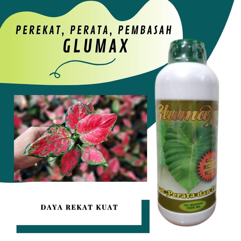 Perekat Perata Pupuk dan Pestisida untuk Tanaman, GLUMAX, Pupuk Cair Tanaman Aglonema