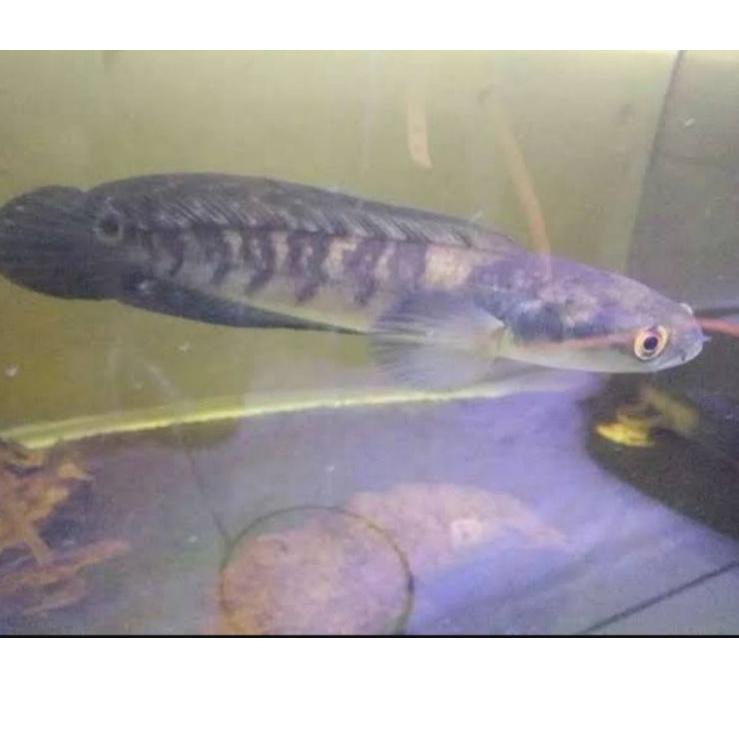 Ikan channa Ys jumbo 18-19cm maru yellow sentarum (red eye ) chana ys ikan predator Bisa COD serbuuu 
