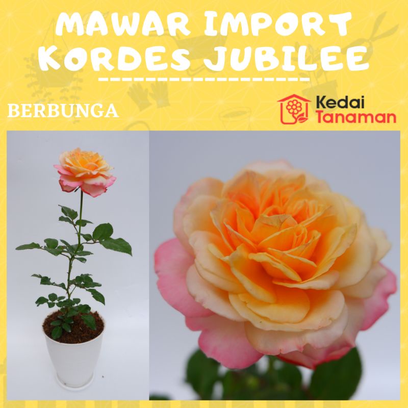 Tanaman Hidup Bunga Mawar Import KORDES JUBILEE Berbunga Wangi & Bergaransi - Bunga Mawar Import Hid