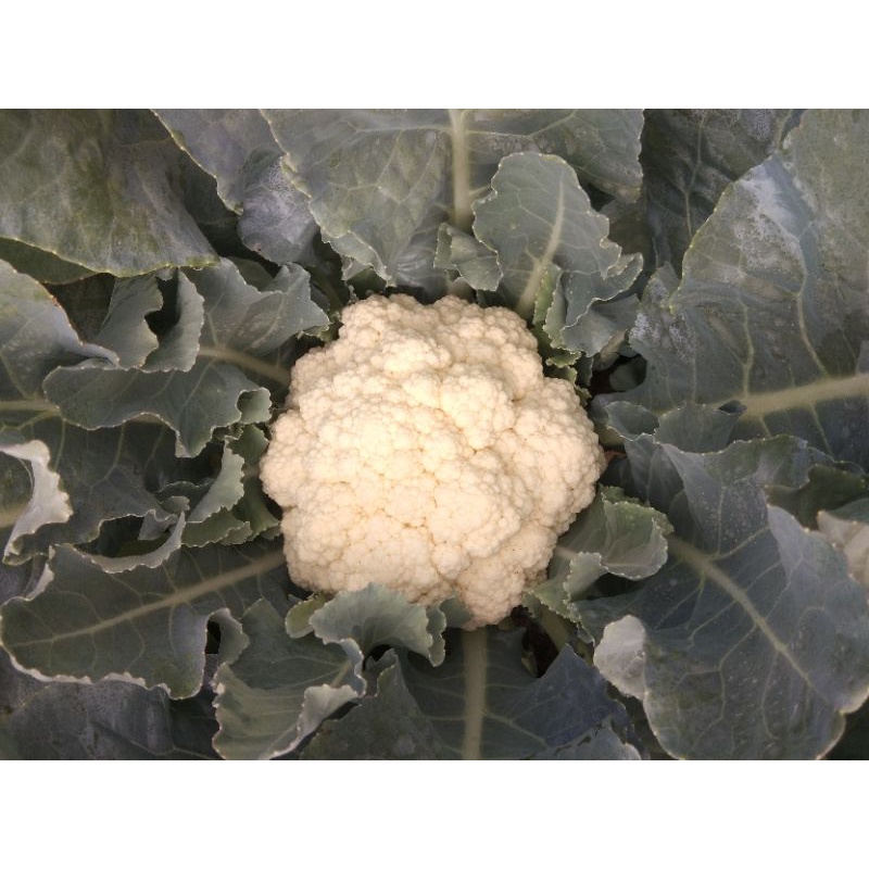 

Kembang Kol sayuran 500 gr