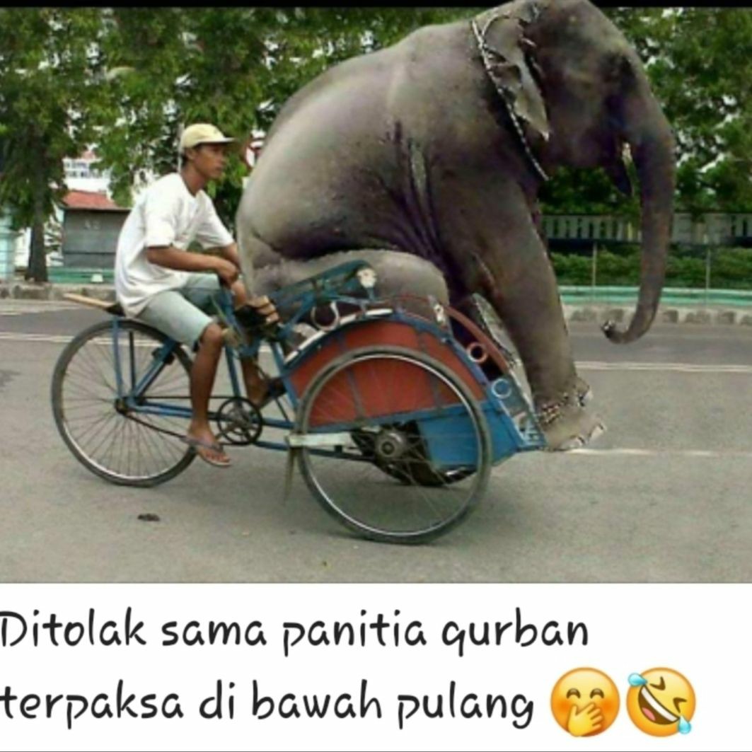 Batik Kalongan | Tunik Batik Pekalongan Size M L Xl Xxl Motif Manuk Papua