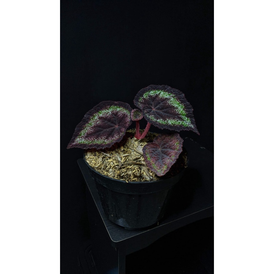 Tanaman hias begonia black night - bibit bunga begonia hitam - BakulKembang