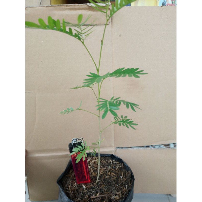 bahan bonsai kaliandra bunga merah dari biji