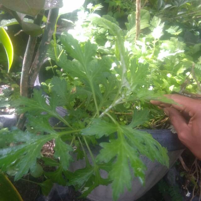 Bibit tanaman daun baru cina untuk penyubur kandungan dan aneka manfaat lainnya