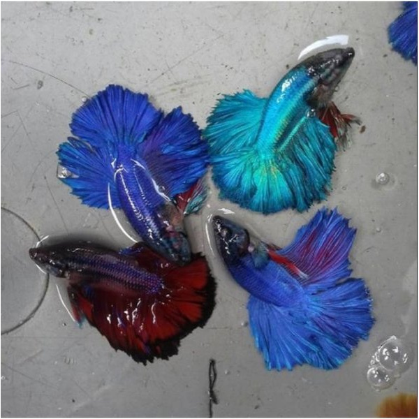 PROMO cupang / Ikan Cupang / Cupang Hias HALFMON 1 PASANG