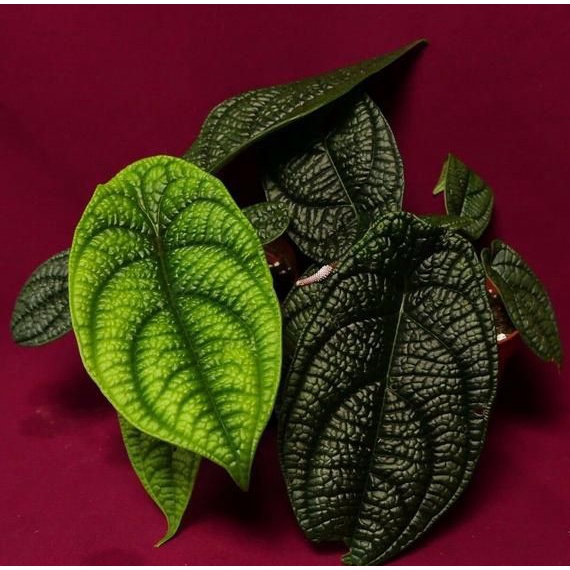 tanaman hias piper marsupiiferum