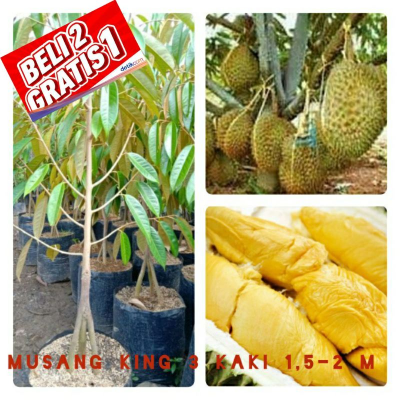 Jual Bibit Durian Musang King Kaki 3 Tinggi 1 5 2 Meter Wajib Paking