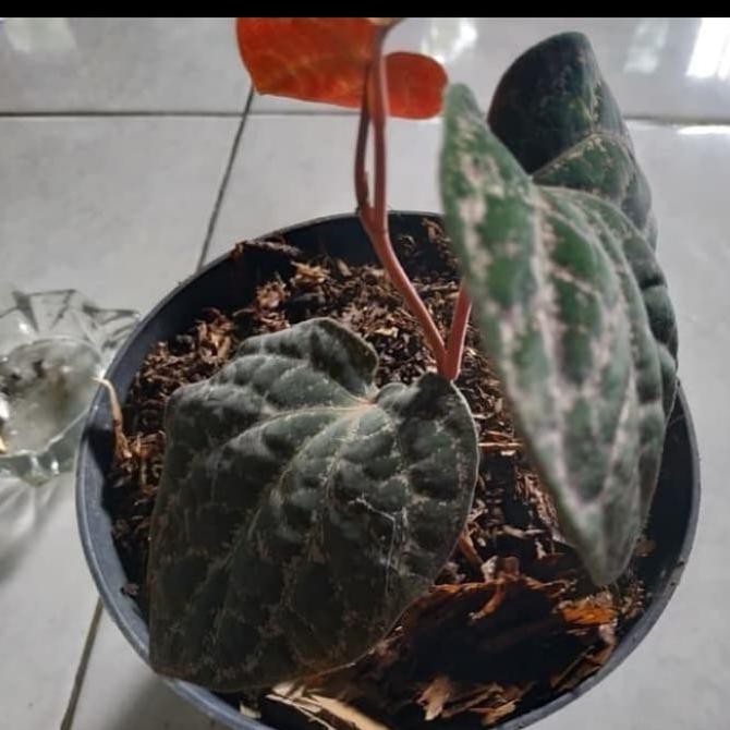 Tanaman Hias Sirih Wulung Tokofinaserba11