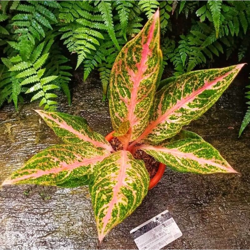 Aglonema tamara mutasi || BUKAN BONGGOL - tanaman hias hidup - bunga hidup - bunga aglonema - aglaon