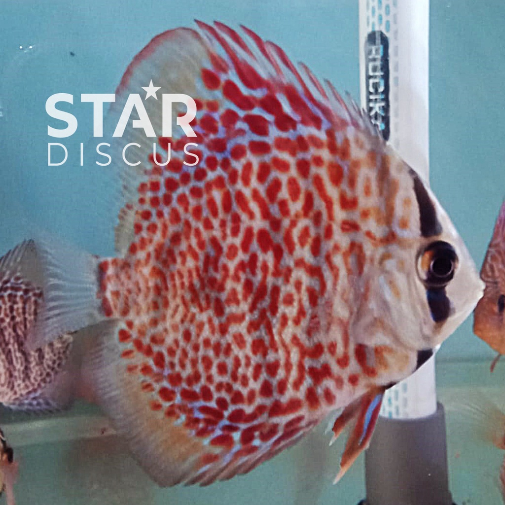 Discus Ring Leopard ukuran 2 inch (up)