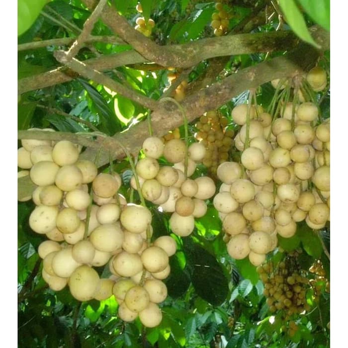 bibit buah duku palembang