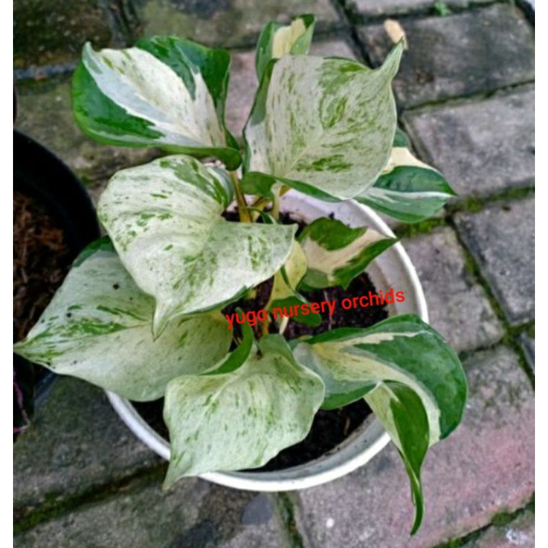 sirih gading varigata putih sirih gading keong