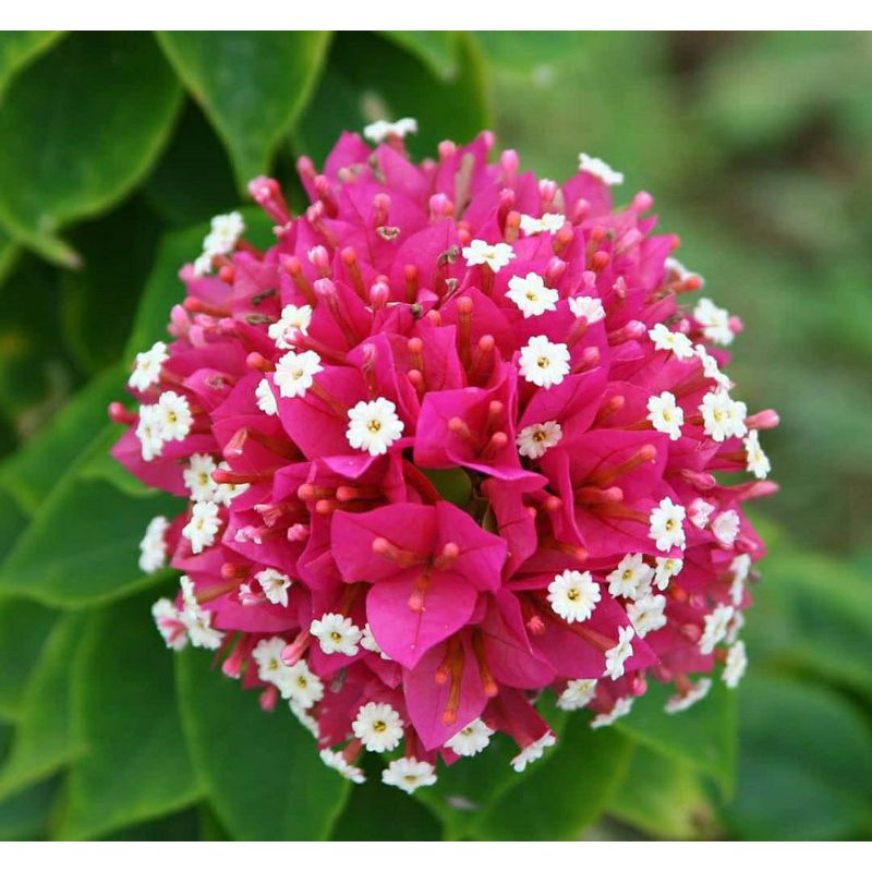 Tanaman hias bunga bougenville Singapore merah cabe, batang besar siap berbunga ORIGINAL