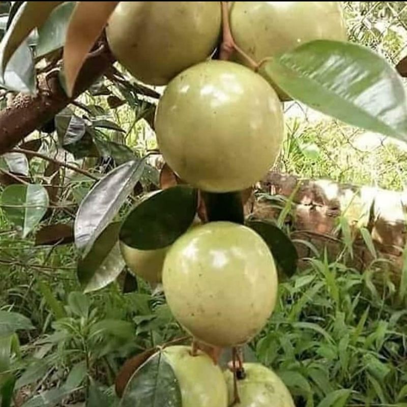 Bibit sawo kenitu hijau manis