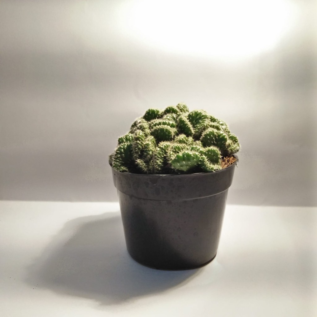 Gymnocalycium cactus cactus babat